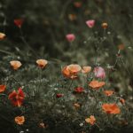 149 Citate Despre Flori care sa te inspire in fiecare zi