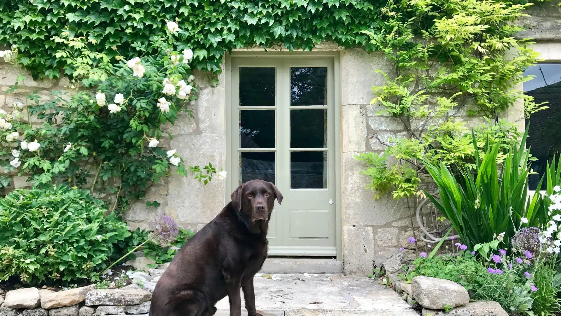 caine afara care vrea sa intre