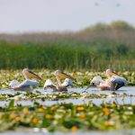 Delta Dunării: obiective și experiențe autentice pentru un concediu memorabil &icirc;n inima naturii