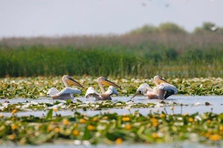 Delta Dunării: obiective și experiențe autentice pentru un concediu memorabil &icirc;n inima naturii